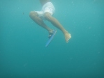 pambato reef swimmer guide